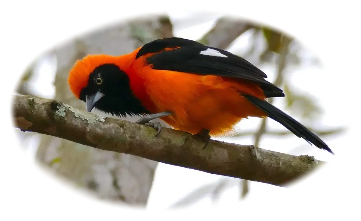Orange-backed troupial perched on a branch